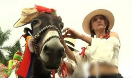 驴叫的视频,一场别开生面的视频盛宴